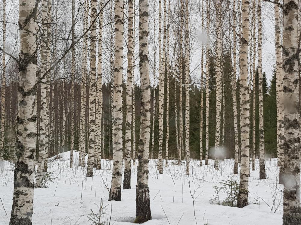 Sauna ja hemmotteluhoidot Turussa - Forum Sauna